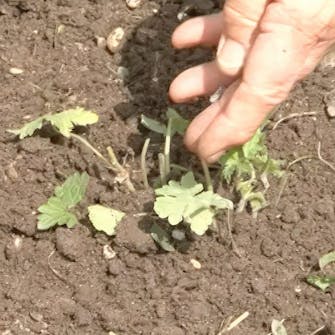 gødning af stauder gødning af stauder